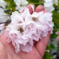 Саженец сакуры Аманогава в контейнере